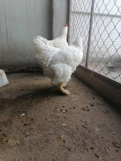 white heavy buff breeder pair for sale