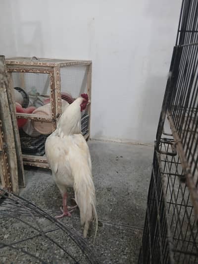 Heera boska aseel murgha