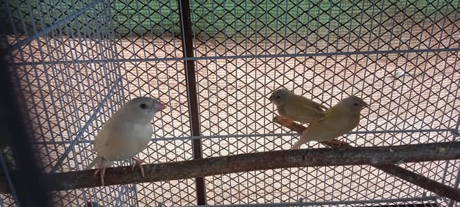 Quality yellow lady gouldian pathay