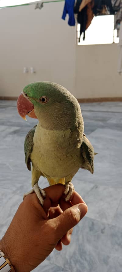 zbardast female hai tora tora bolthi be hai chota bachapahla ha