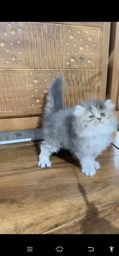 Quality Persian Punch face cat & kitten =03065316938=Whatsapp