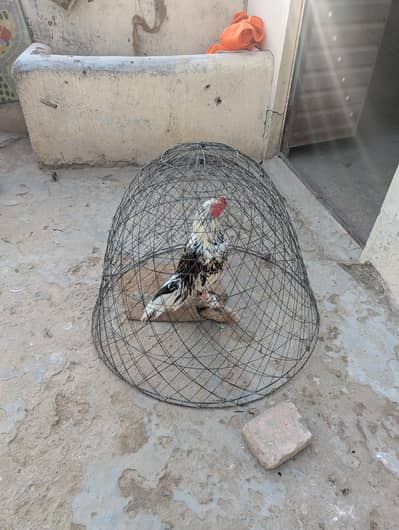 Aseel for sale best Quality  cheena murg gaming