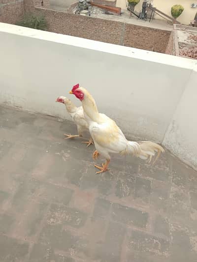 Aseel paper white  pair