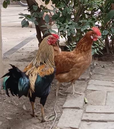 Pure Desi Rooster for Sale with Hen