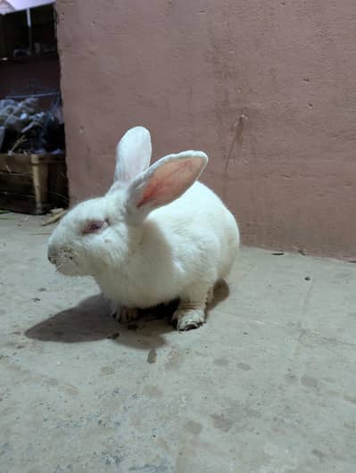 New Zealand white white color red eye