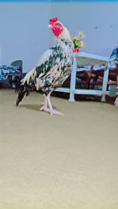 03269861664 kallar syedan