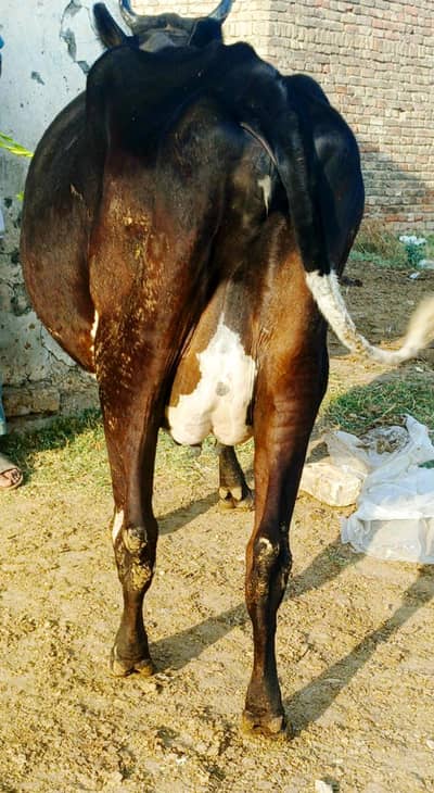 cow/Gaye/buffaloگاۓ