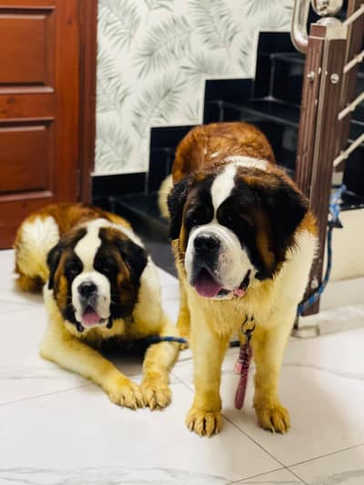 Saint Bernard for Stud