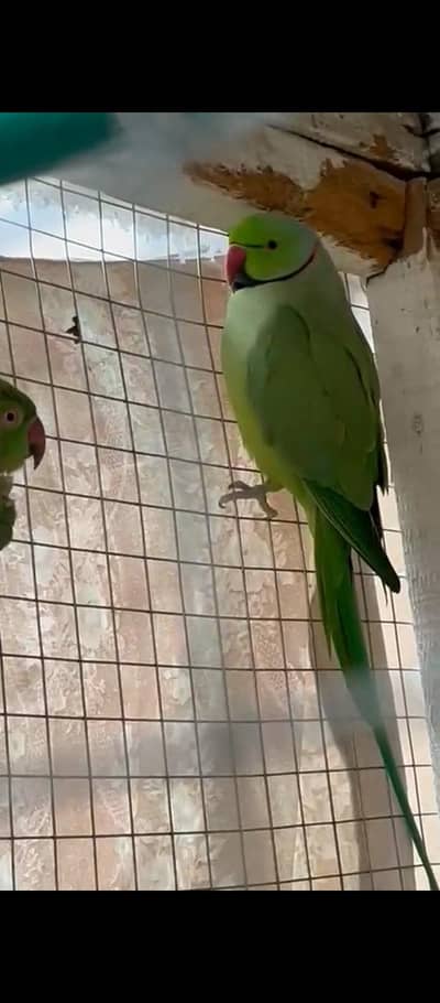 freesh pair for breed