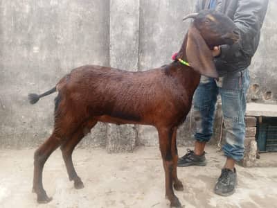 fresh crores nagri bakri