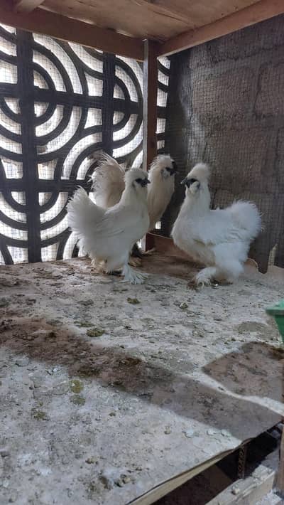 White silkie trio
