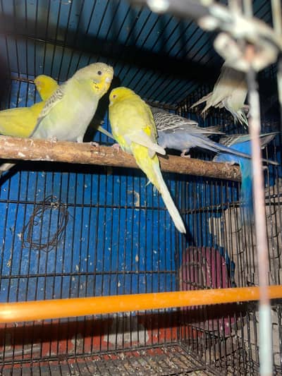astalion parrots for sale