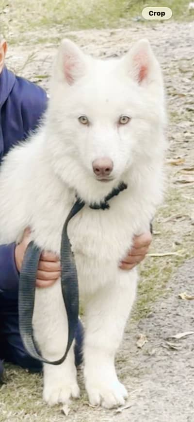White Husky
