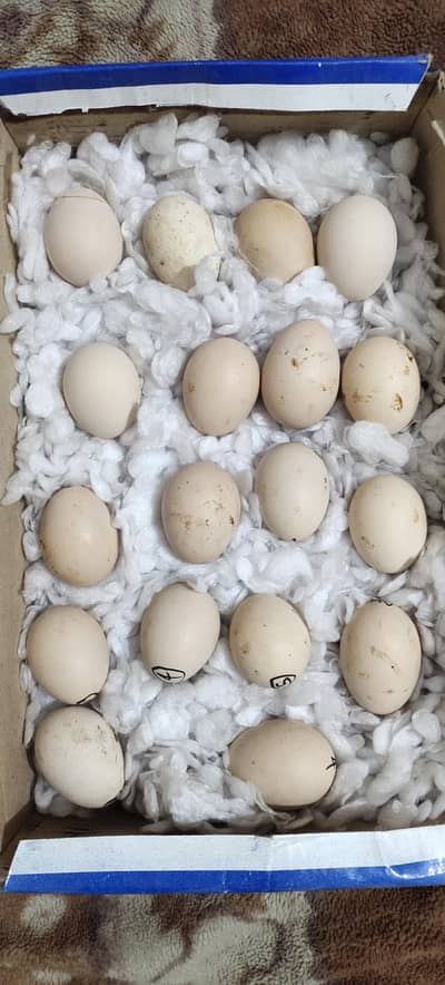 Paper white Heera eggs