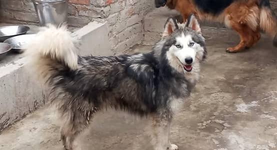 Siberian husky male pup