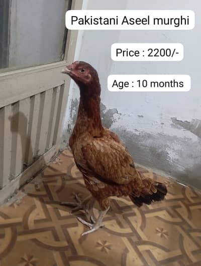 aseel | pakistani aseel | Lakha aseel | Mushka | Cheena Aseel |hens