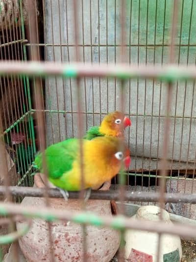 love bird pair for sale