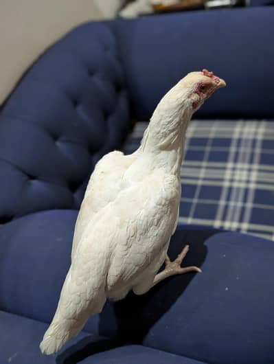 Paper white Heera female available Whatsapp: 03159640025