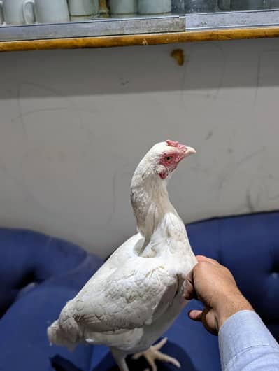 Paper white Heera female available Whatsapp: 03159640025