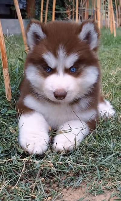 Siberian husky puppies 03425137217
