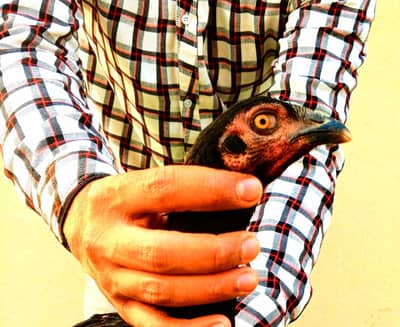 Pakoye Murgiyan Exchange Possible