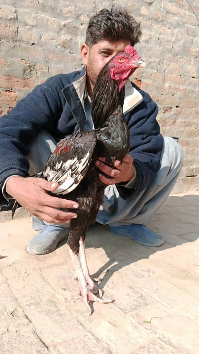 High quality patha for sale