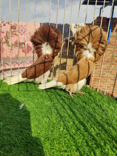 fancy pigeons, Jacobin Pjc Ring adult pair