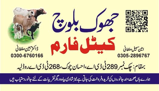 wachay For sale healthy bulls