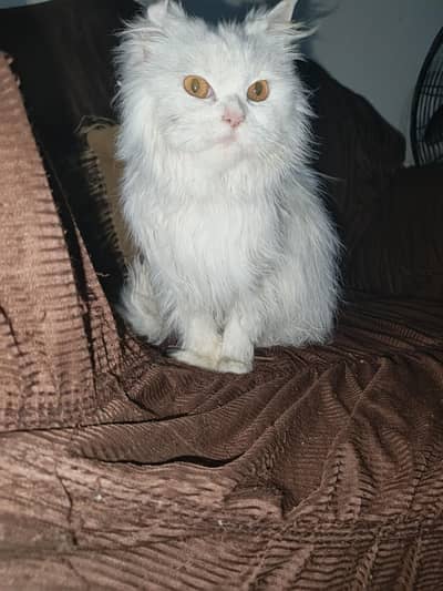 persian female cat for sale lion face