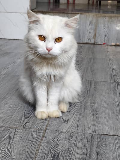 PURE WHITE NALE CAT TRAINED