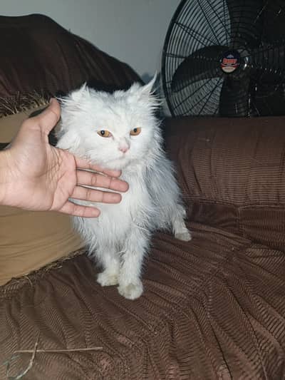 persian cat for sale