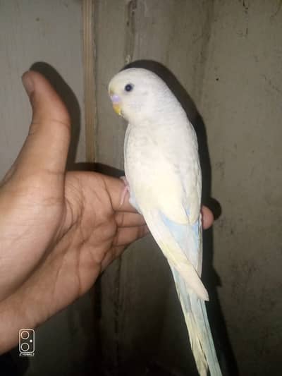 Austrailian Parrot Pairs and Dilute Rainbow Budgie