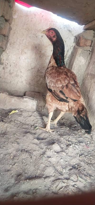 Andy bacho ki granti