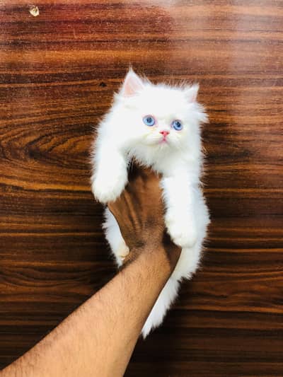 Persian Punch face triple coat cat Kitten