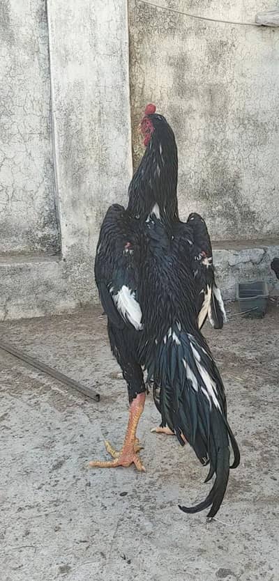 shamo black male female