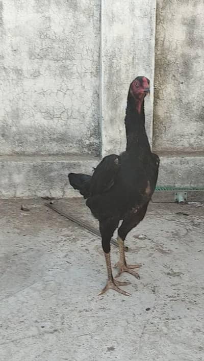 shamo black male female