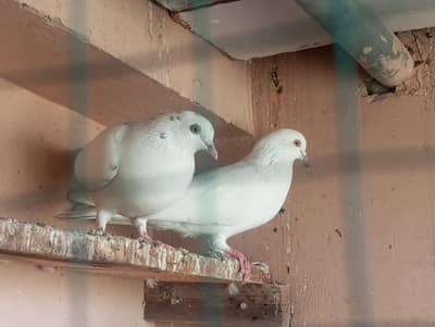 Zarcha pair for sale only 600 pair