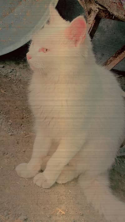 cute Persian cat for sale/healthy and playful