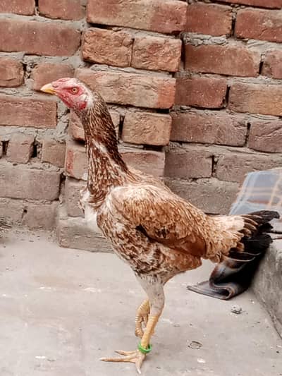 madi for sale long hight mazboot gand joor out standing