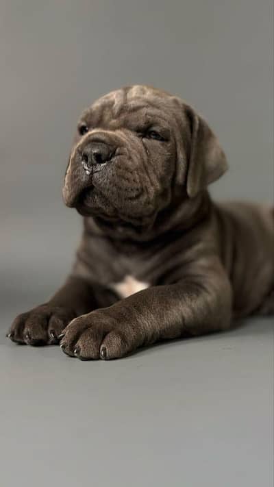 Cane Corso | Pedigree Microchipped | Male And Female | Puppies Ava