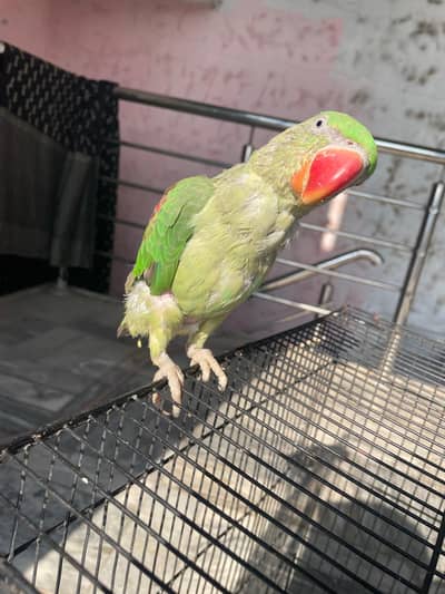 raw parrot baby for sell