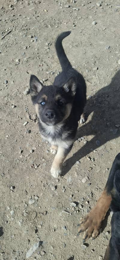 German shepherd female puppy available for sale