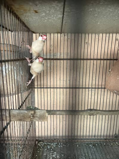 Fawn java white java