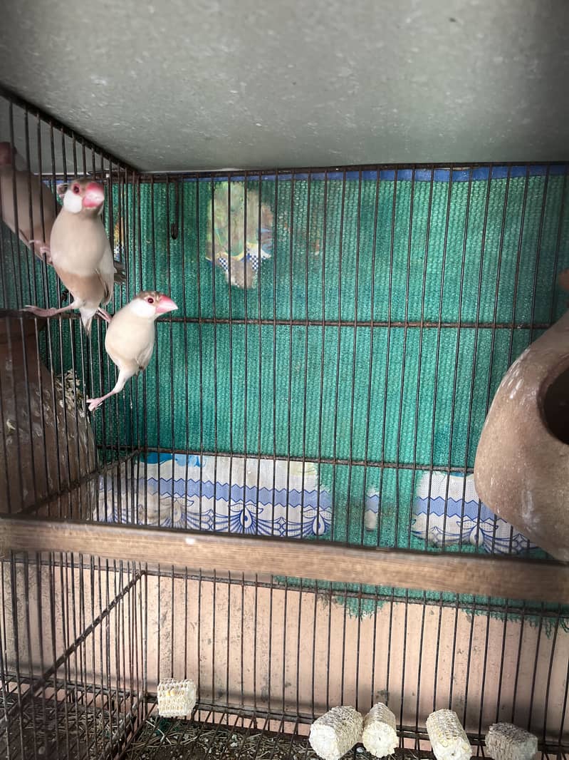 Fawn java white java 1