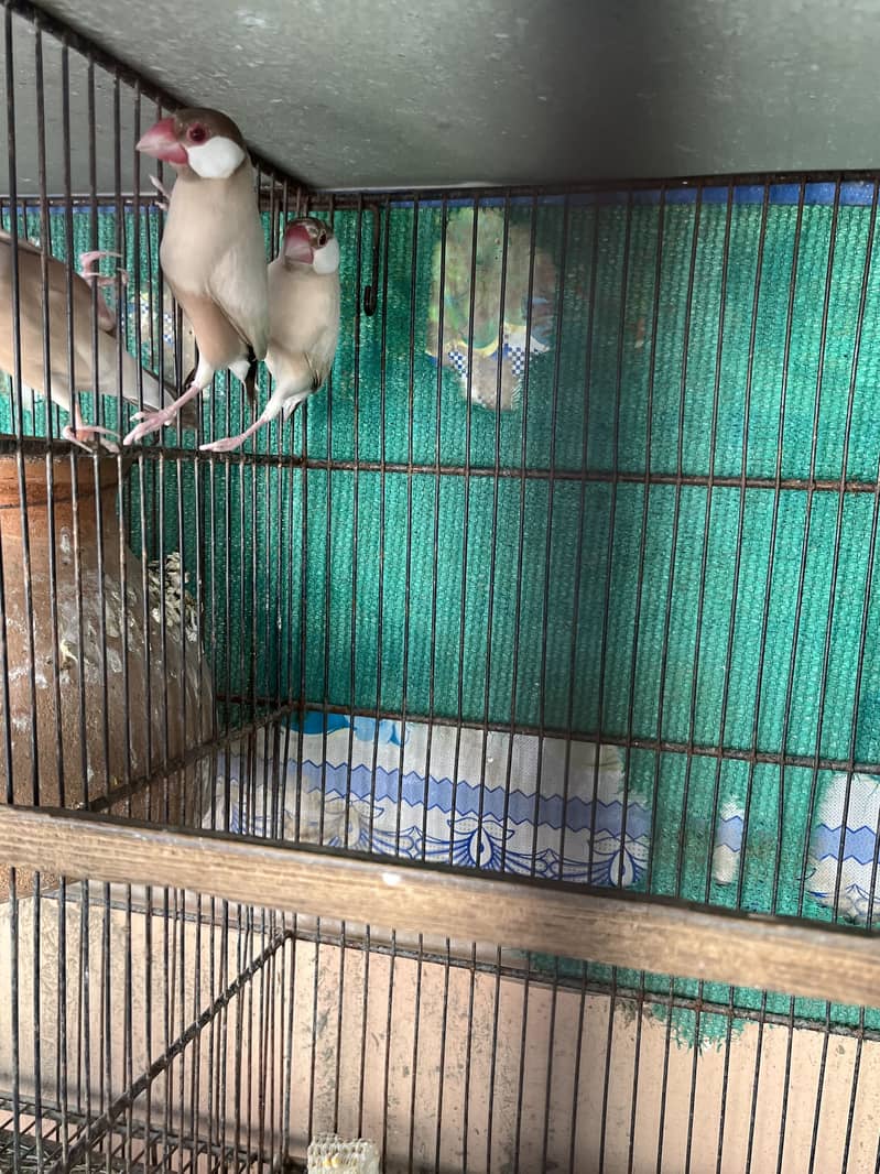 Fawn java white java 2