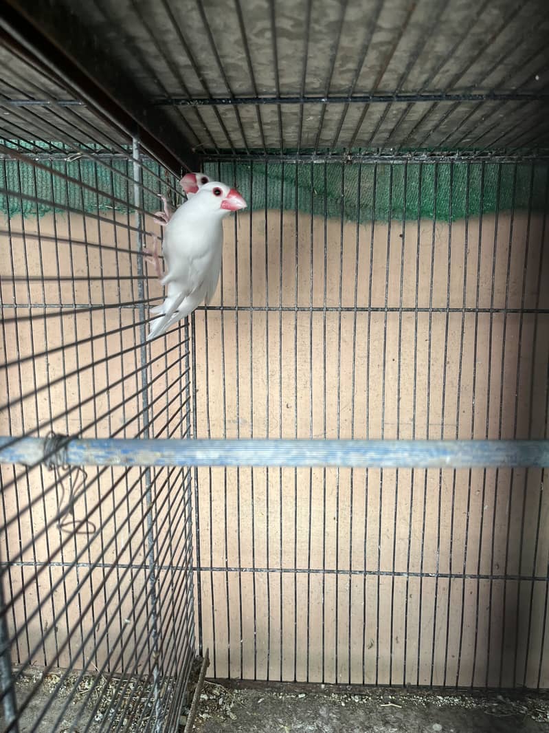 Fawn java white java 3