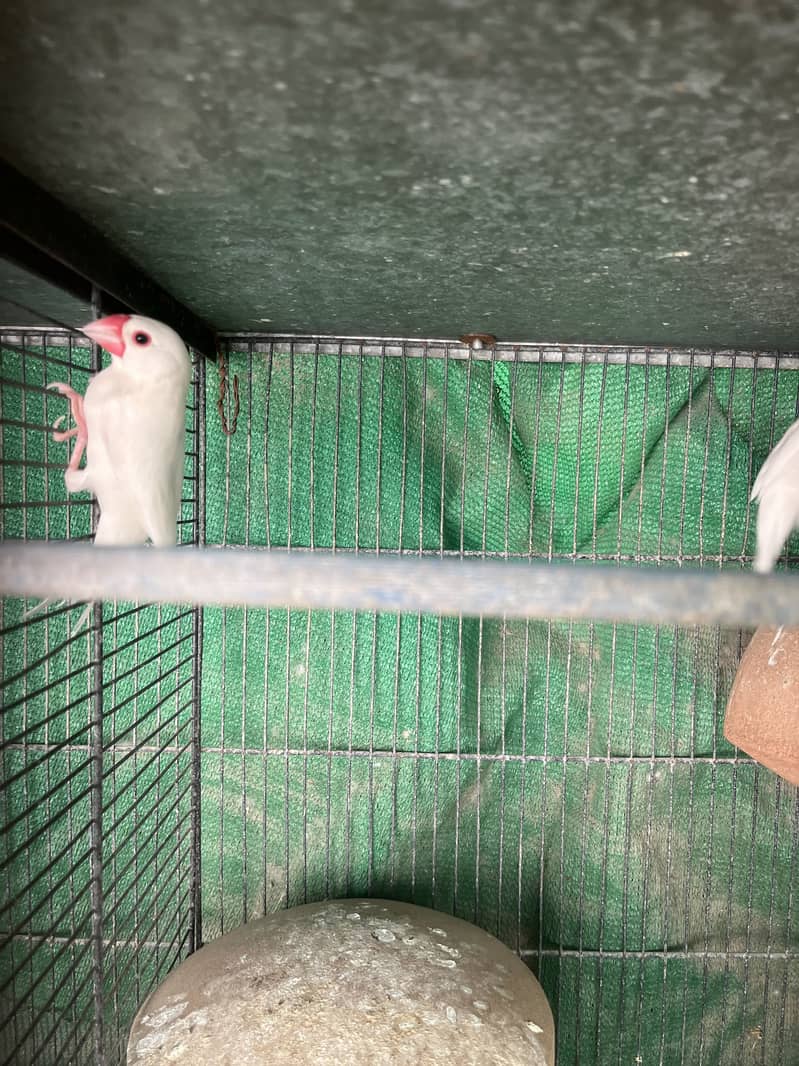 Fawn java white java 4