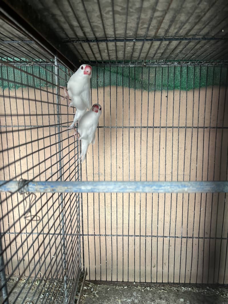 Fawn java white java 5