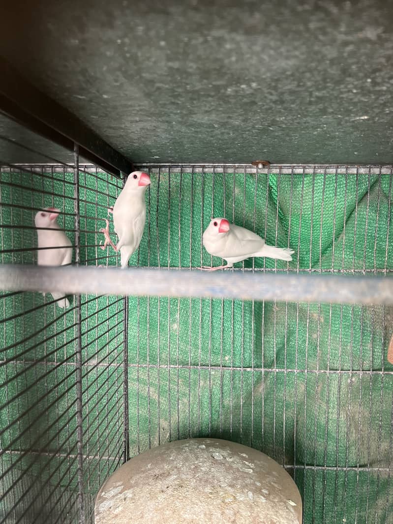 Fawn java white java 6