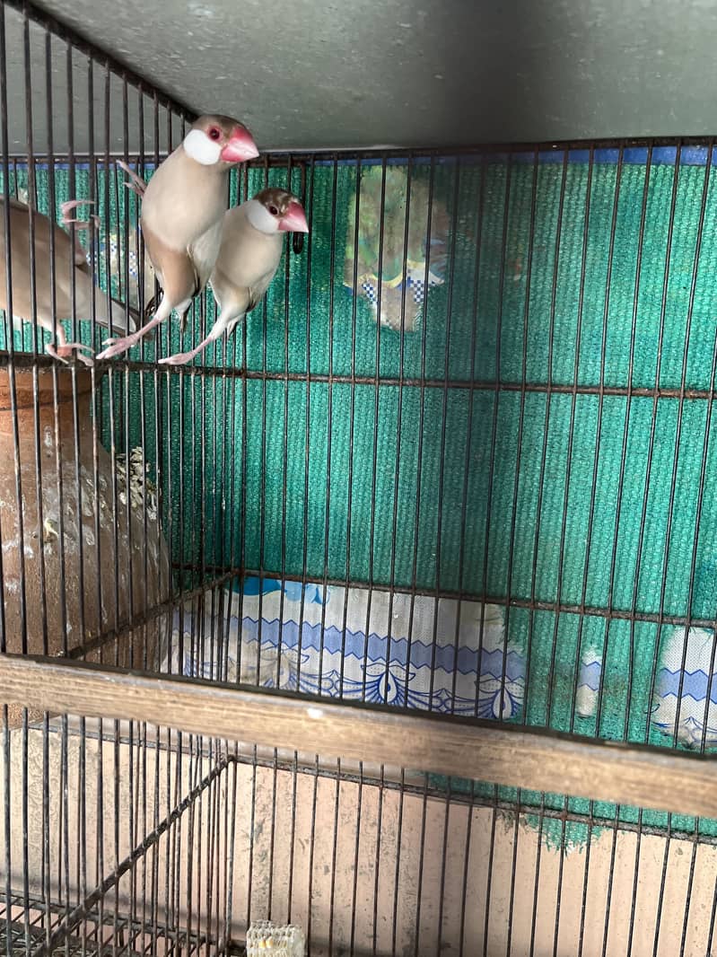 Fawn java white java 7